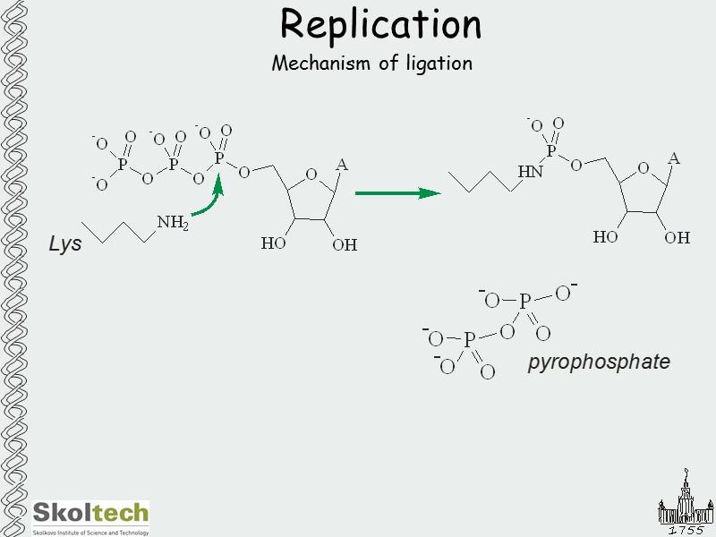 Replication Mechanism of ligation